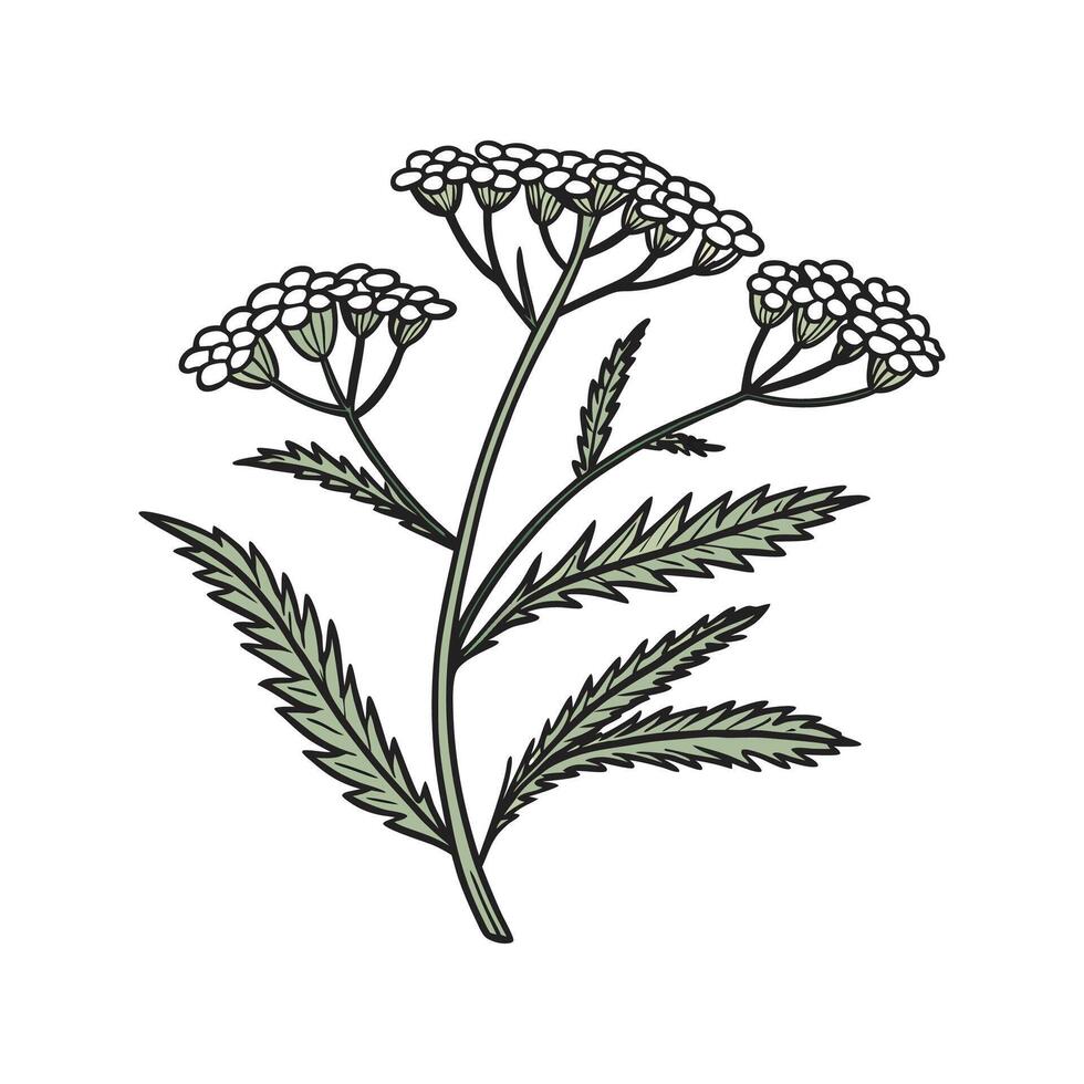 Yarrow Plant Illustration with Bold Outline vector