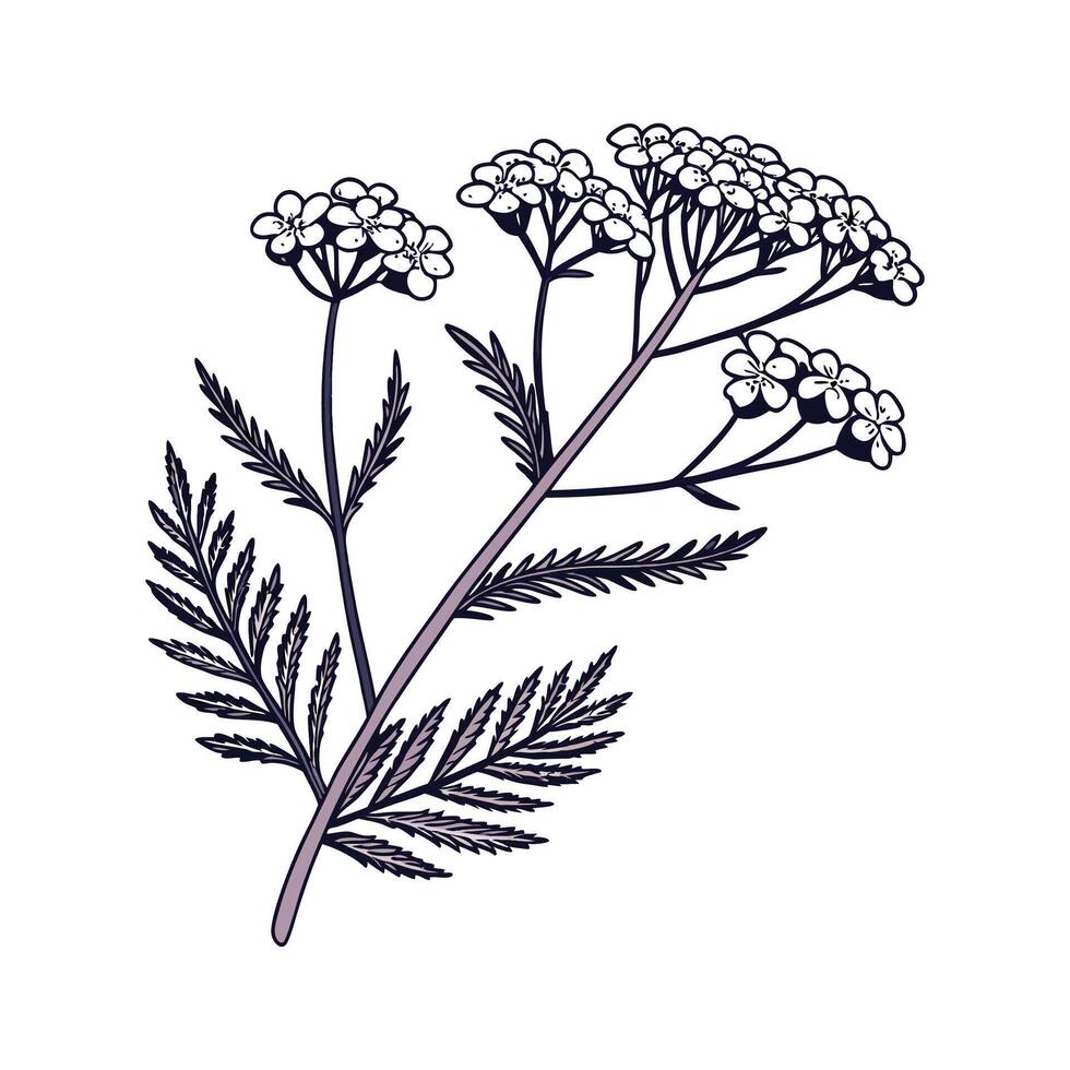 Charming Yarrow Plant Design with Bold Details vector