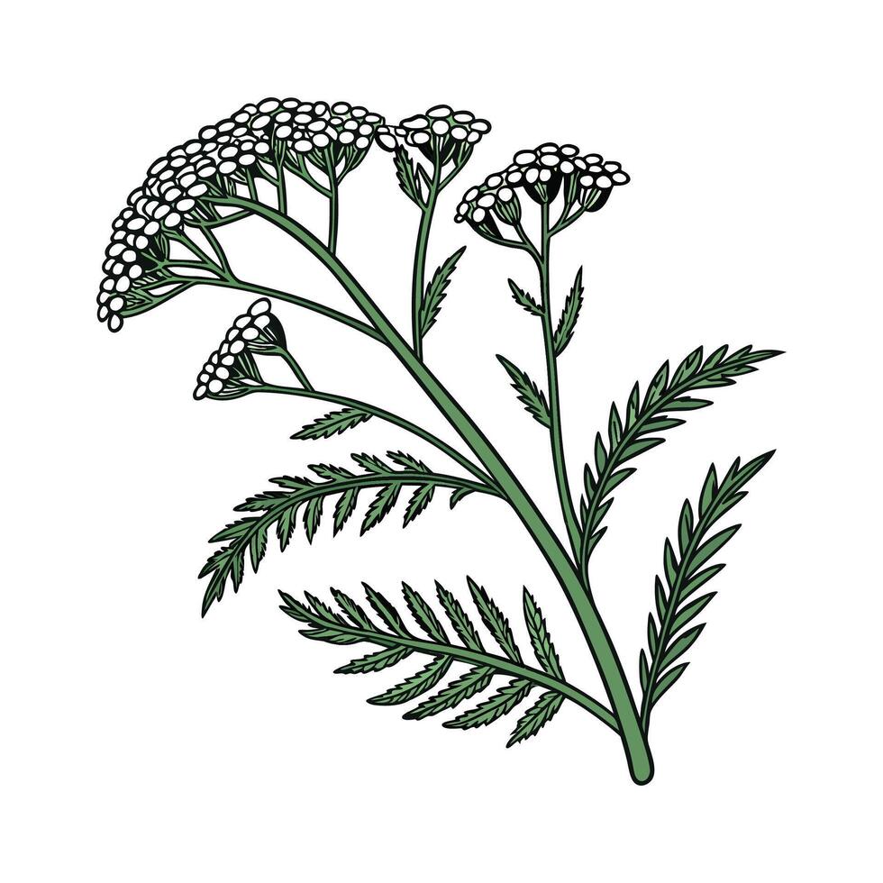 Elegant Yarrow Plant Art with Bold Outline vector
