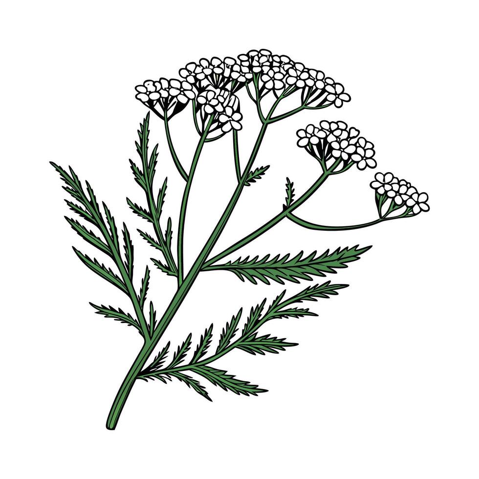 Yarrow Plant on White Background vector