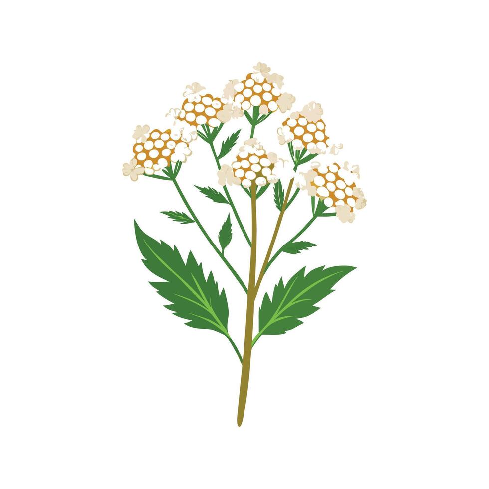 Charming Yarrow Plant Illustration on White vector
