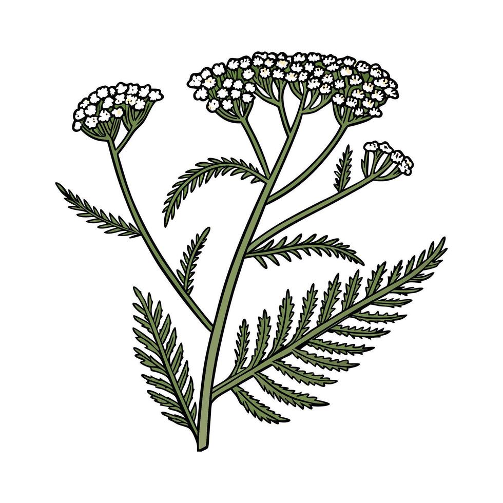 Stylish Yarrow Illustration with Bold Artistic Touch vector