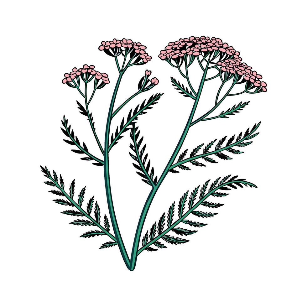 Yarrow Herb Displayed on White Background vector