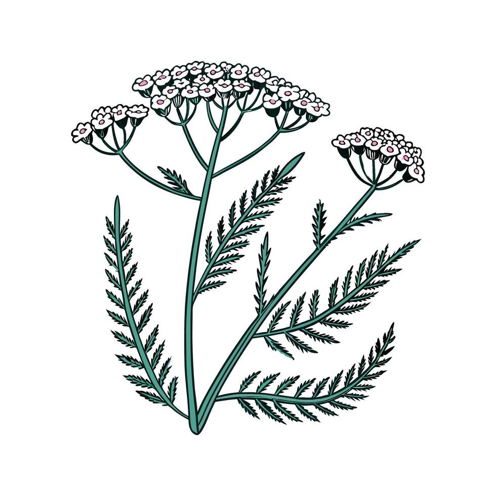 Yarrow on White Background vector