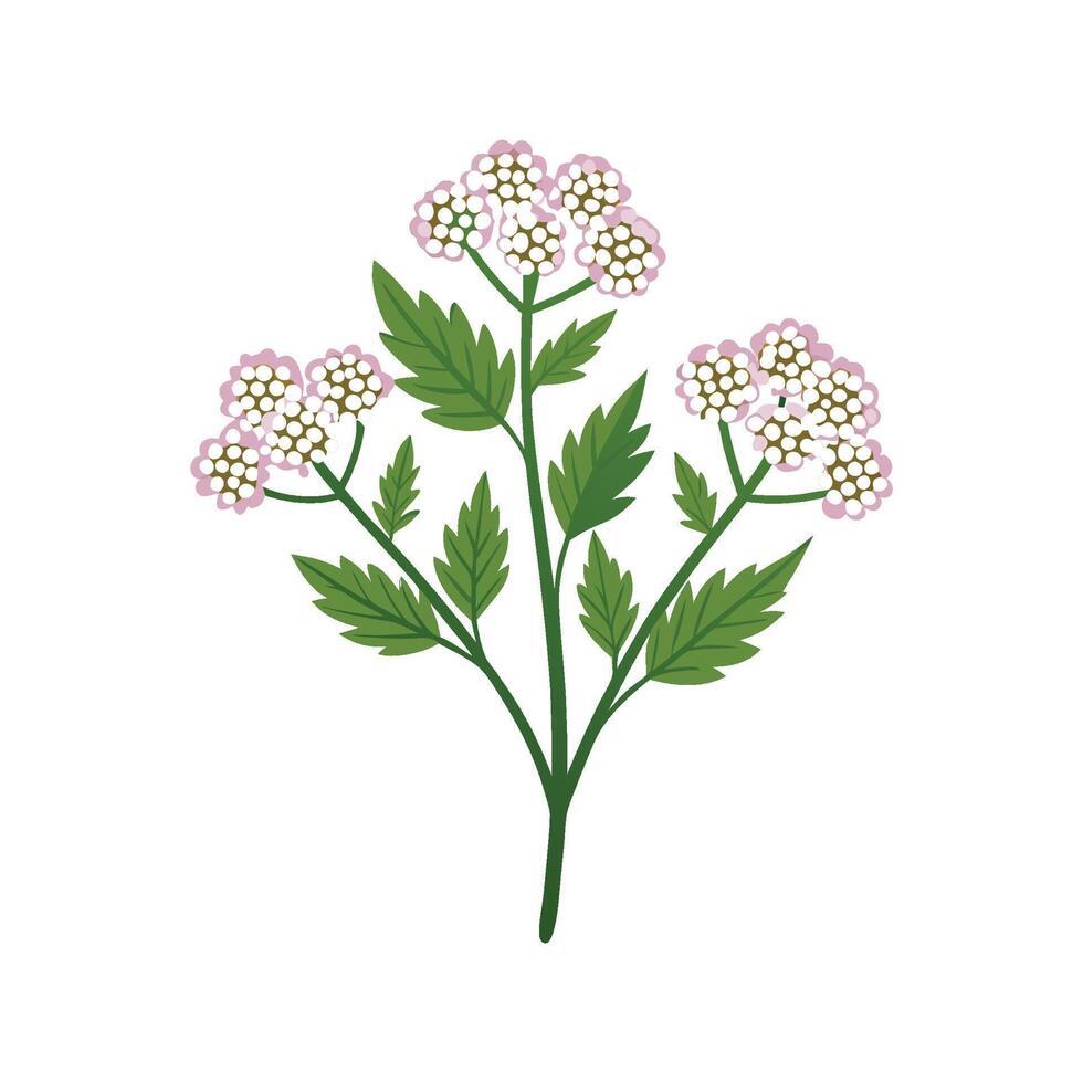 Yarrow Plant Displayed on White Background vector
