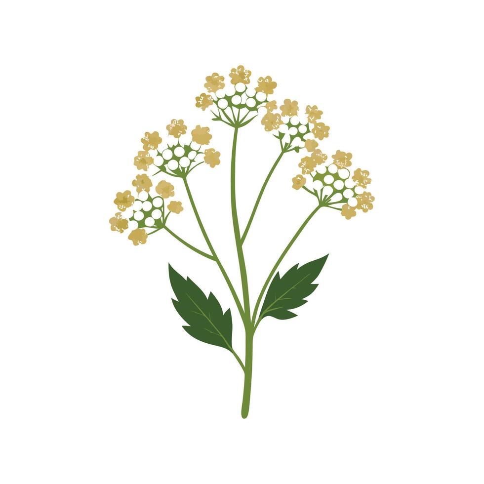 Elegant Yarrow Plant Design for Home Decor vector