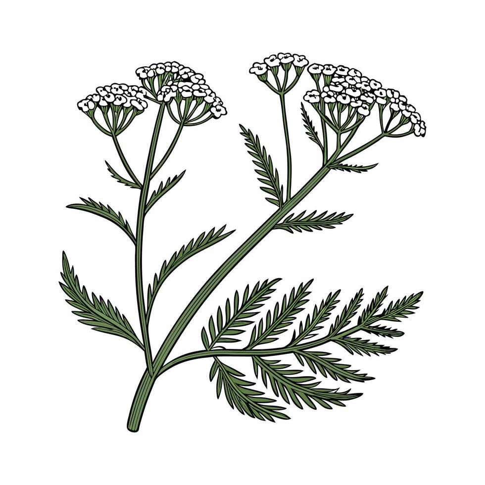 Yarrow Plant Design with Bold Graphic Elements vector
