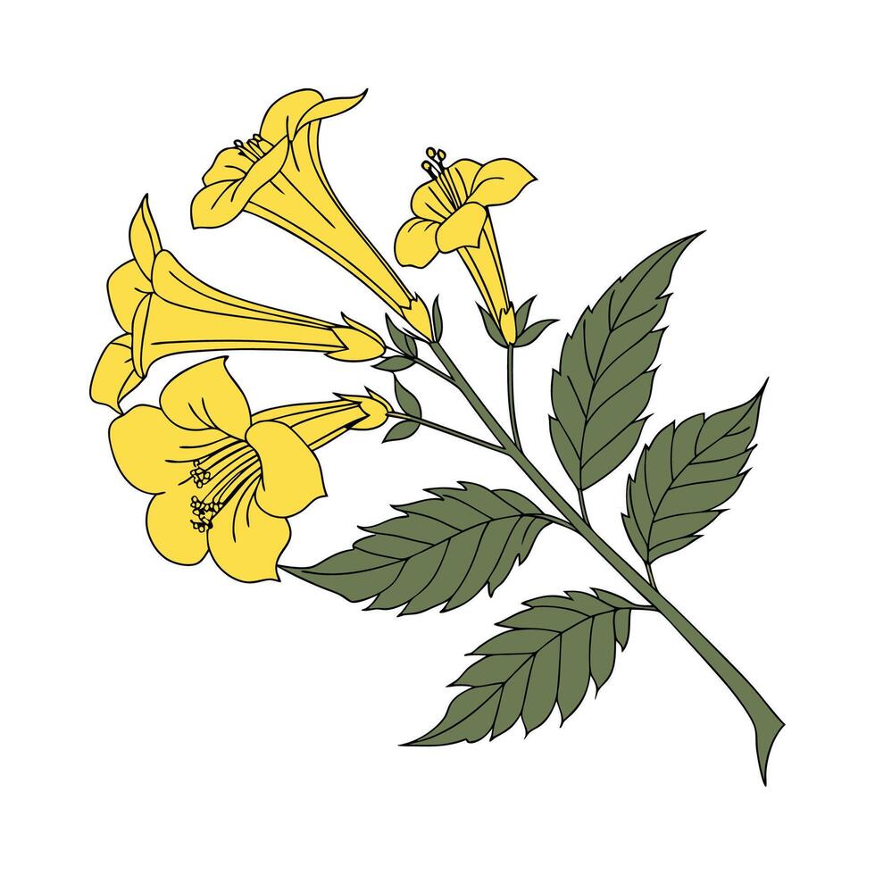 Yellow Bell Tecoma Stans on White Background vector