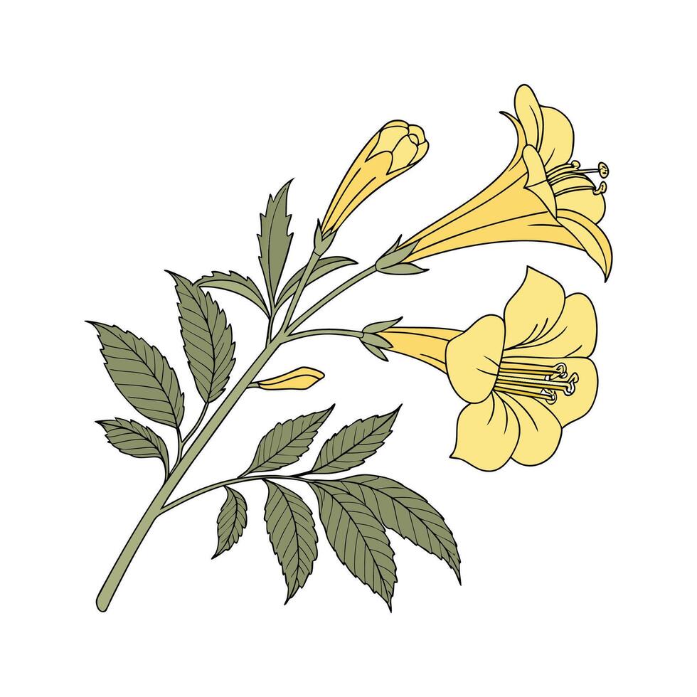 Yellow Tecoma Stans on White Background vector
