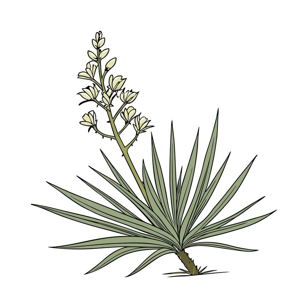 Elegant Yucca Plant Design for Home Decor vector