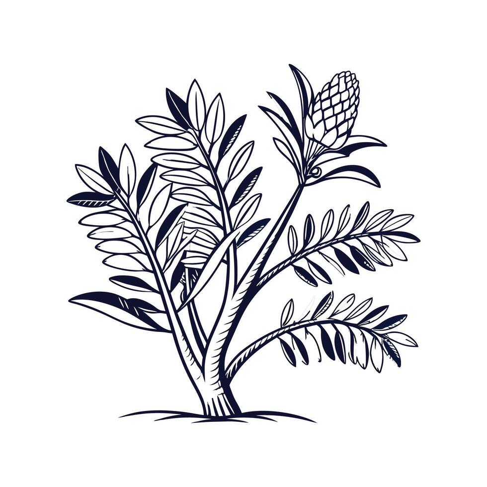 Zamia Houseplant on White Background vector