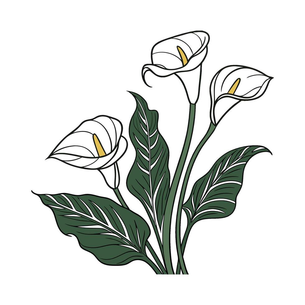 Zantedeschia Plant on White Background vector