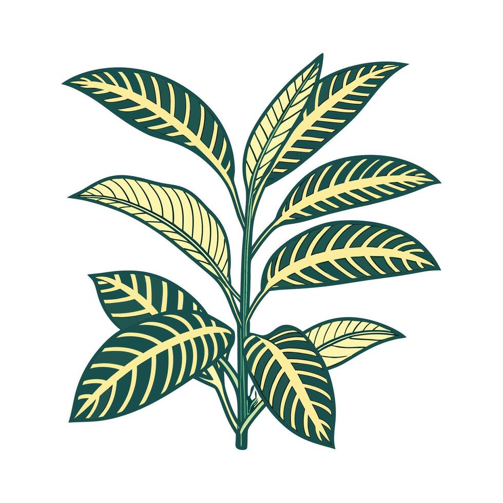 Zebra Plant Aphelandra on White Background vector