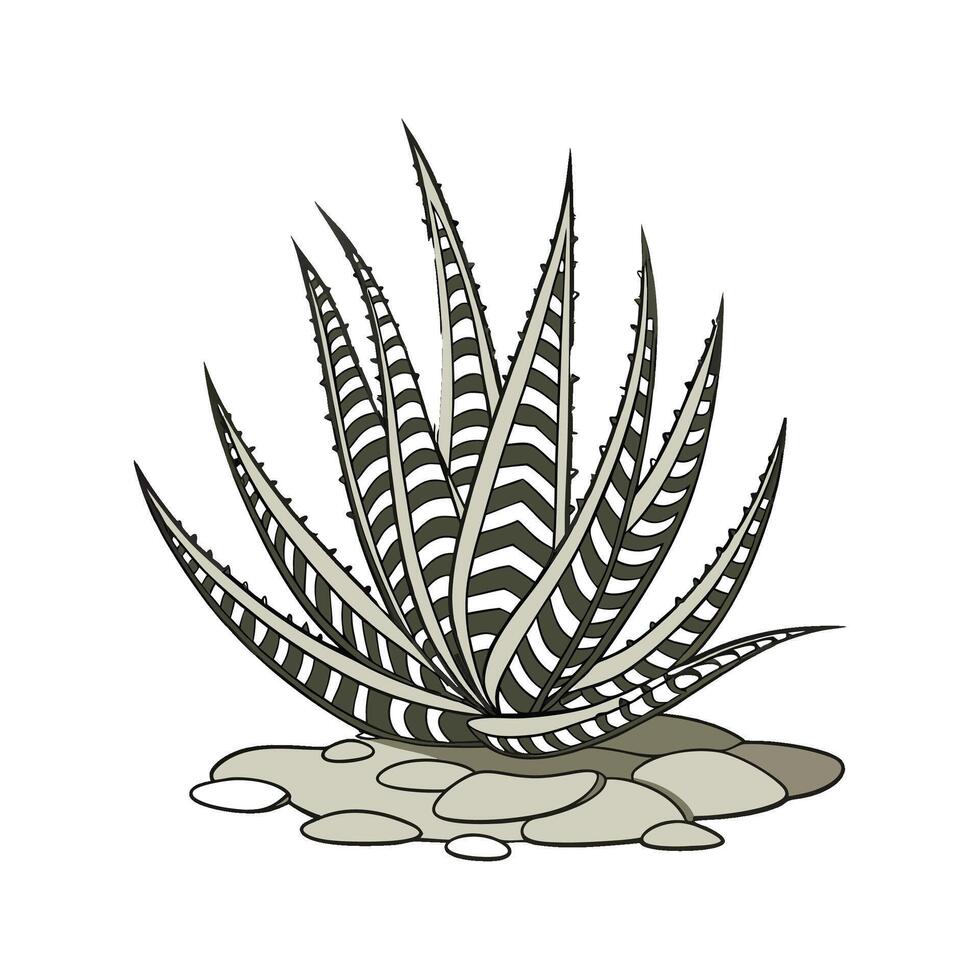 Haworthia Zebra on White Background vector