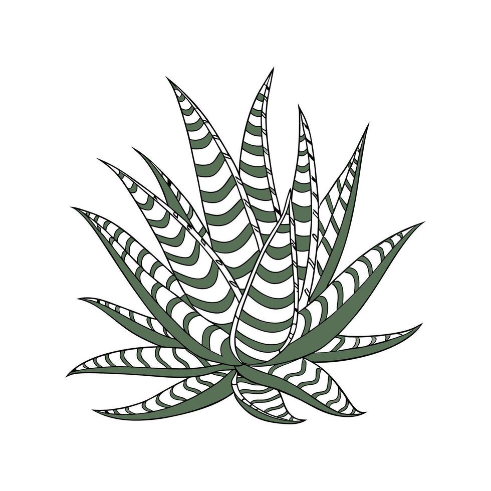 Zebra Haworthia Displayed on White Background vector