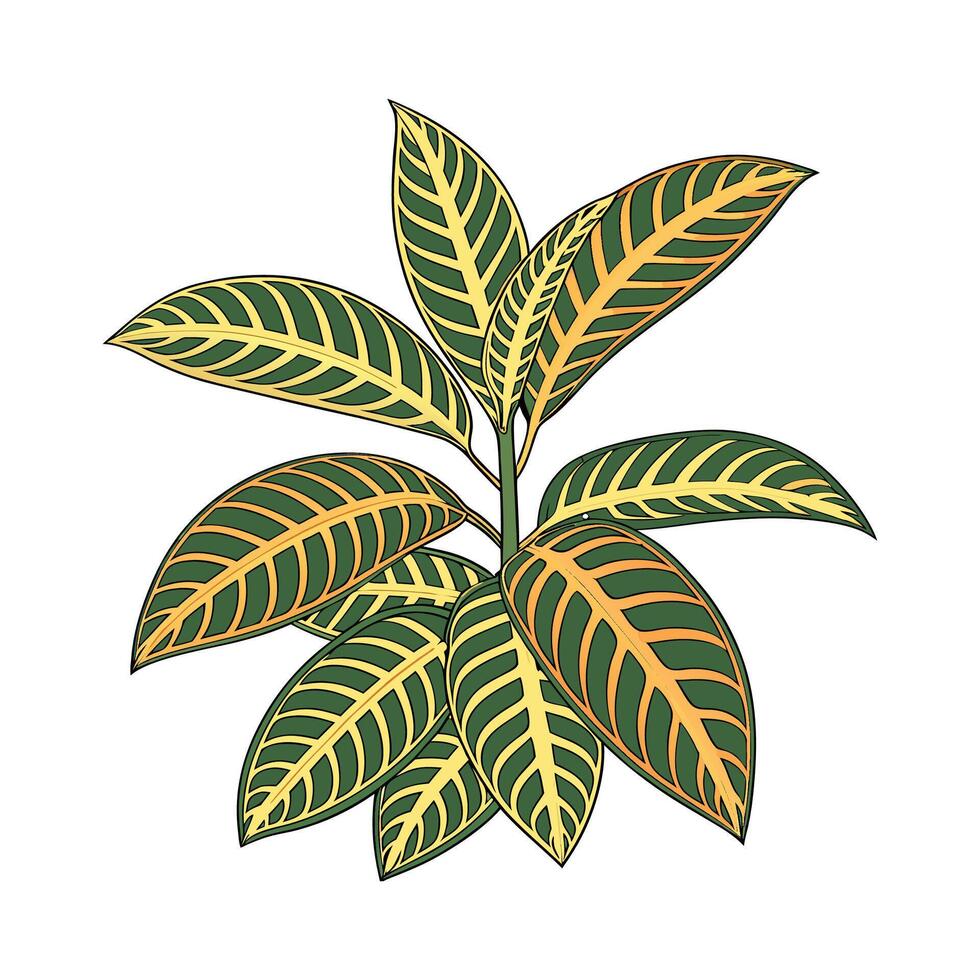 Aphelandra Zebra on White Background vector