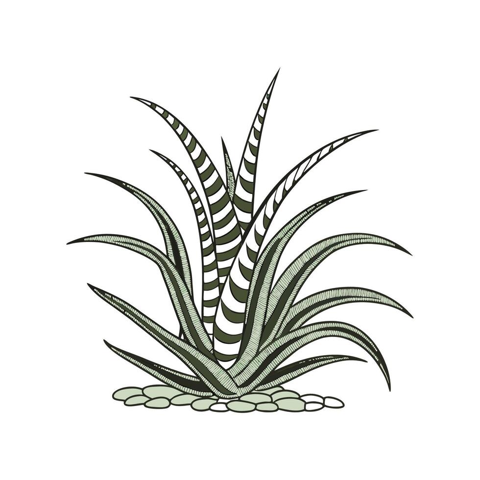 Zebra Plant Displayed on White Background vector
