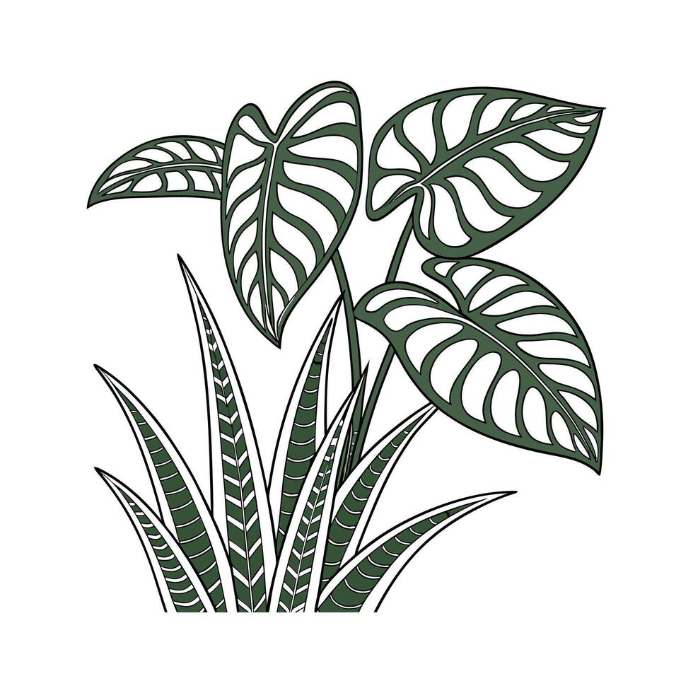 Plant Zebra on White Background vector