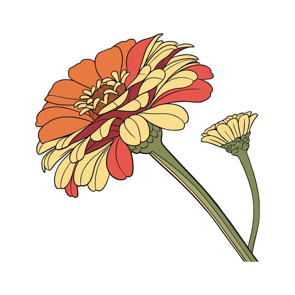 Zinnia on White Background vector