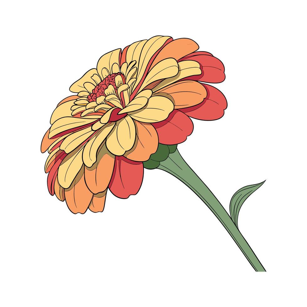 Zinnia Flower Display on White Background vector