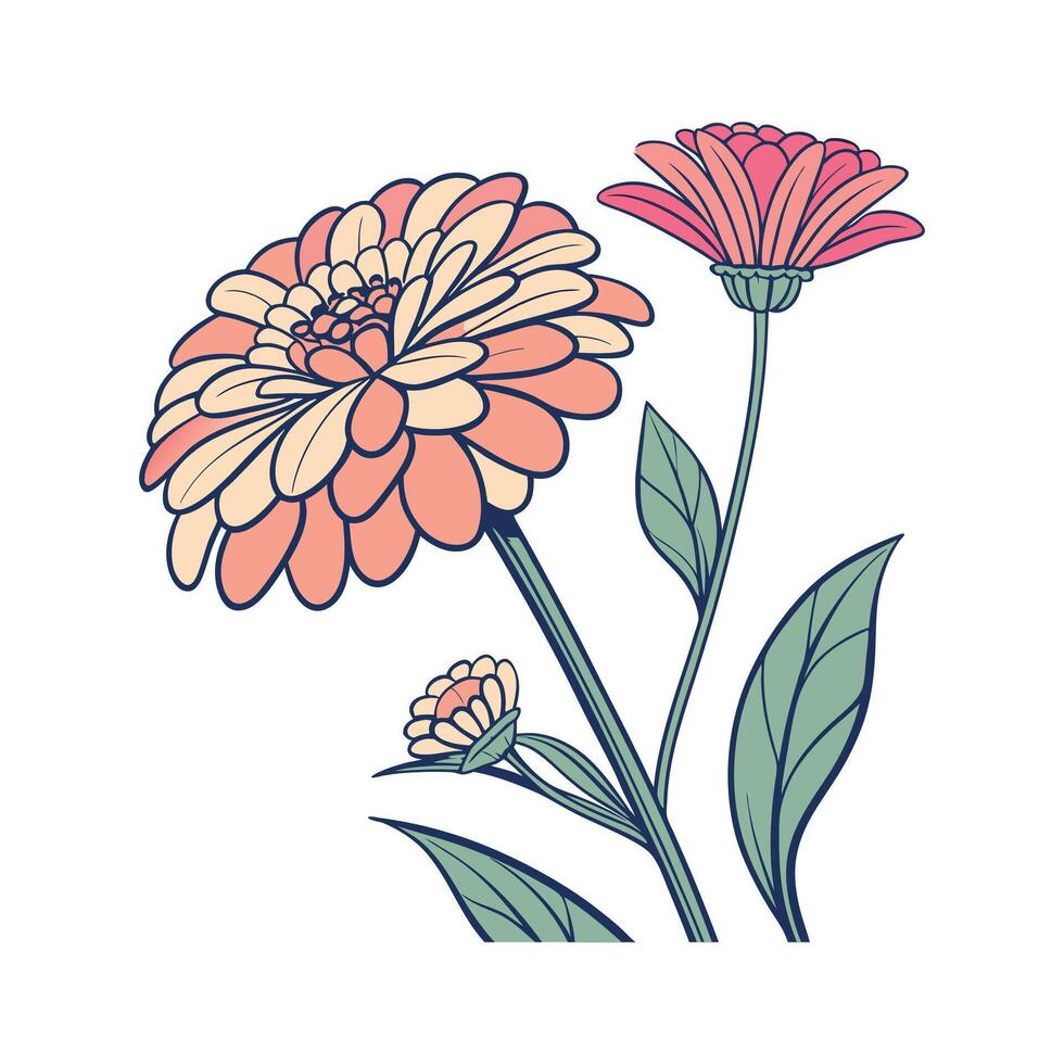 Zinnia Plant on White Background vector