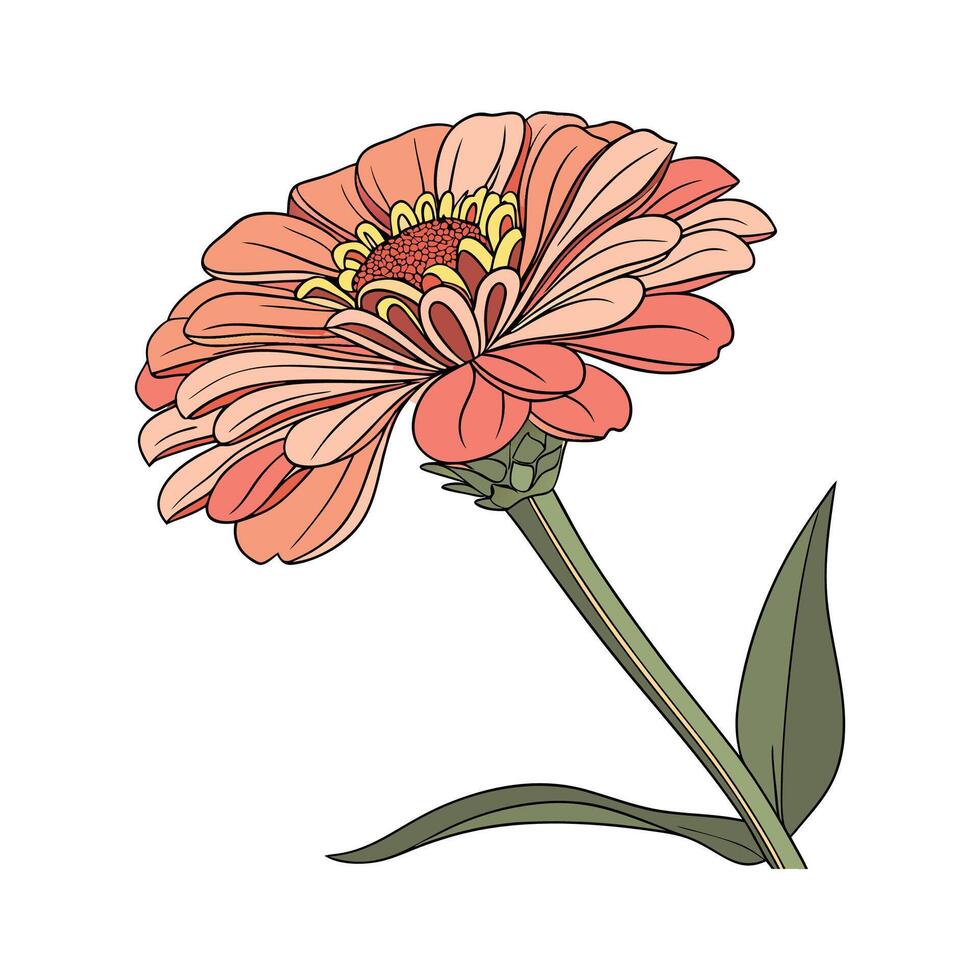 Zinnia Displayed on White Background vector