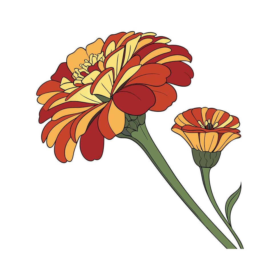Zinnia Flower Illustration for Bright Decor vector