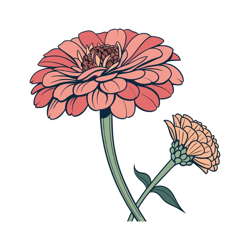 Flower Zinnia Displayed on White Background vector