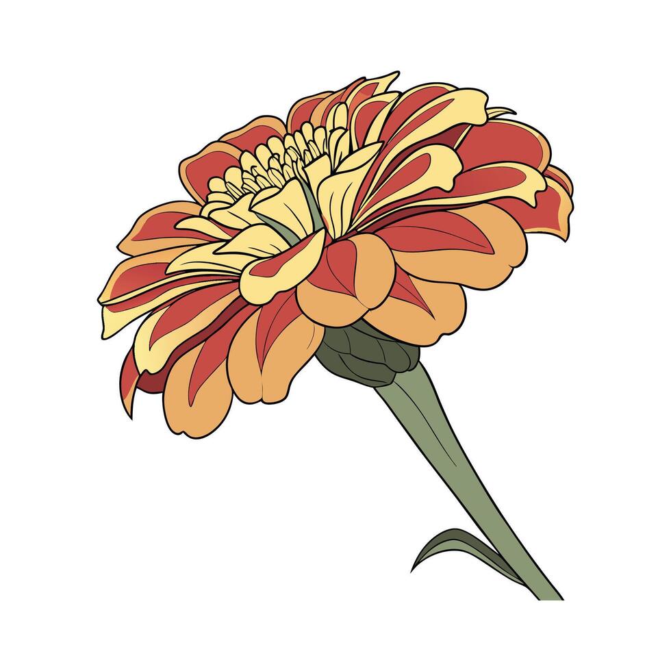 Charming Zinnia Flower Design on White vector