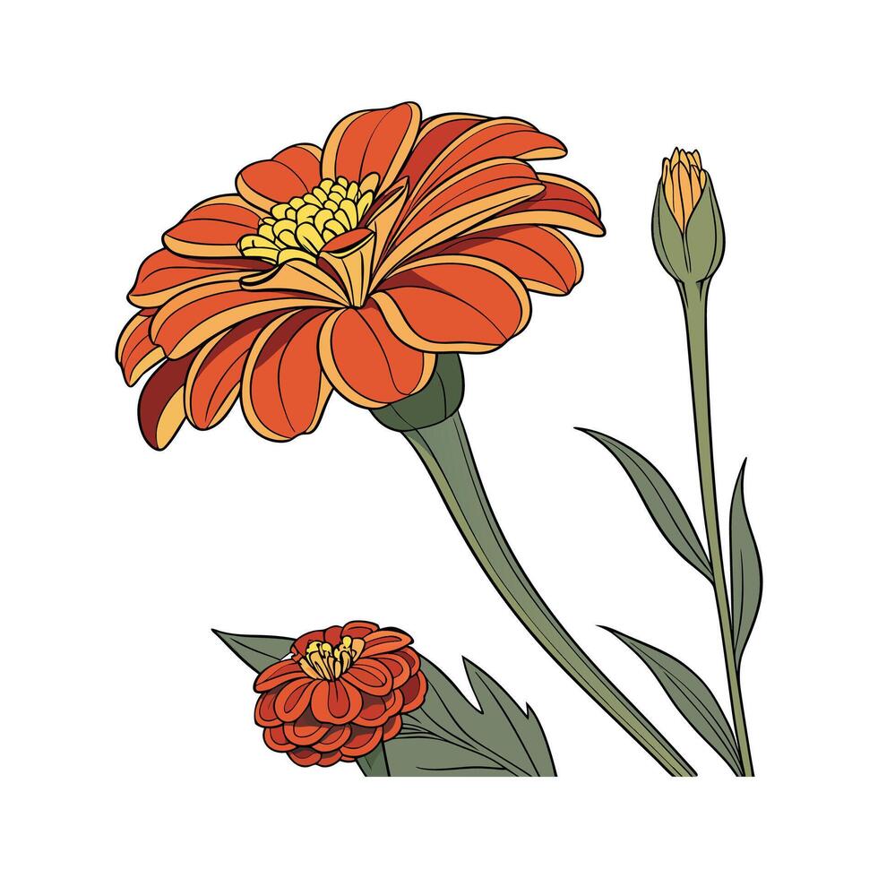 Zinnia Elegans on White Background vector