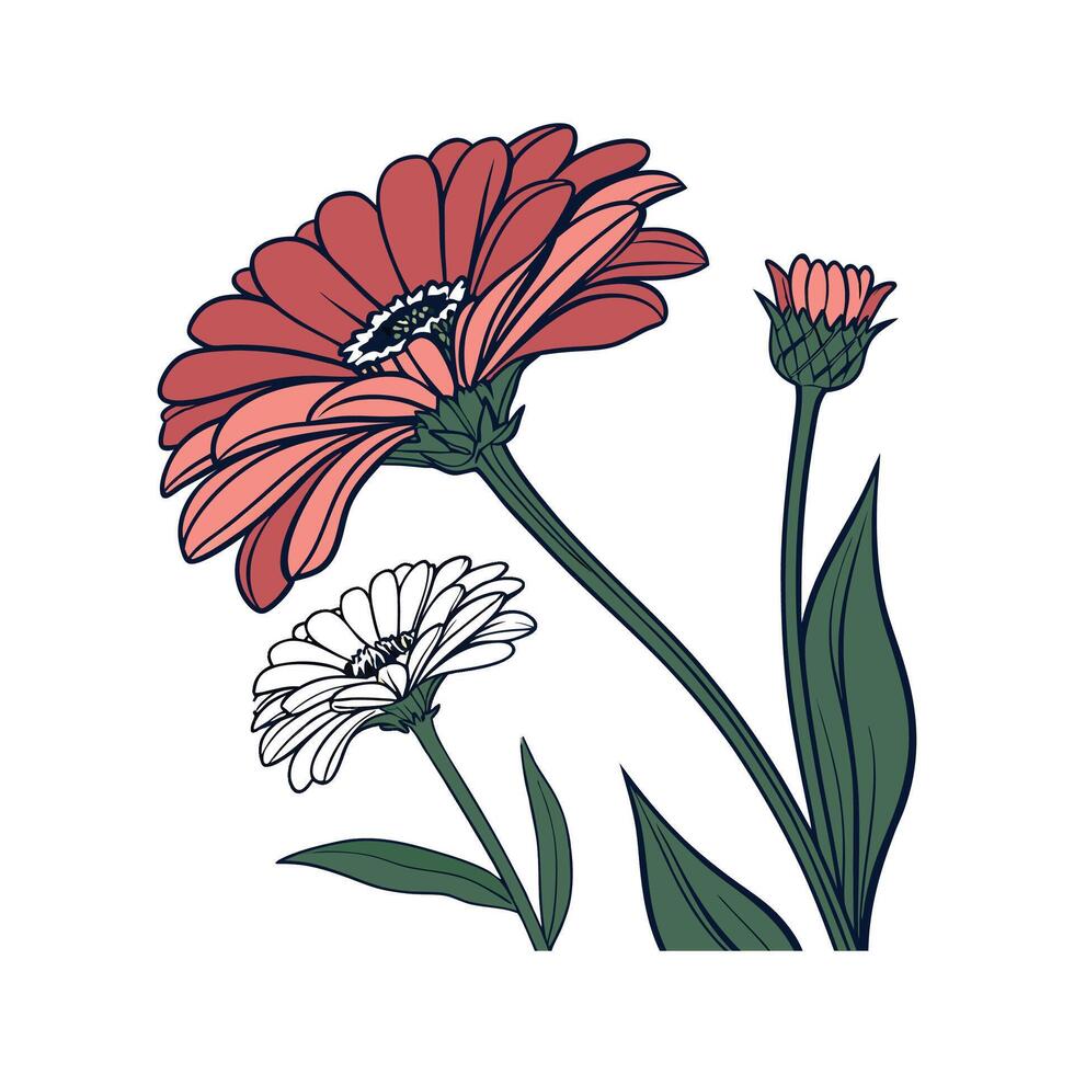 Zinnia Elegans Displayed on White Background vector