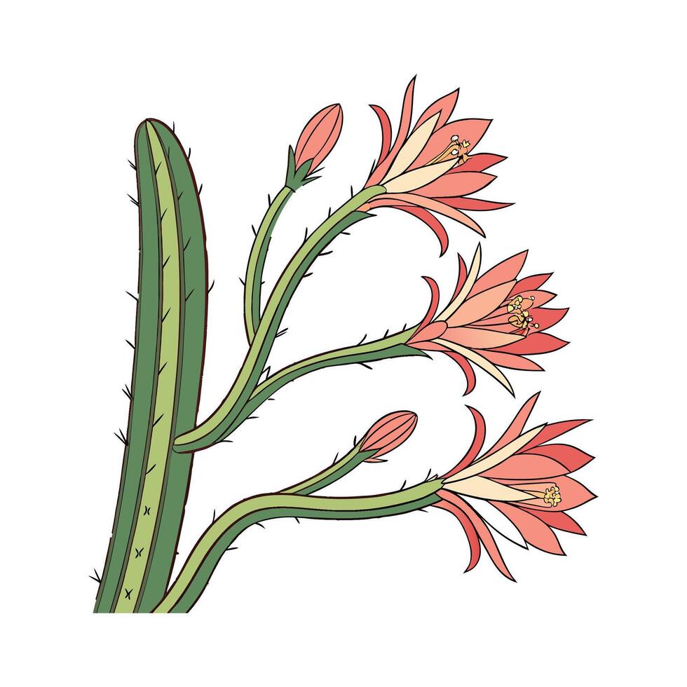 Zygocactus Plant on White Background vector