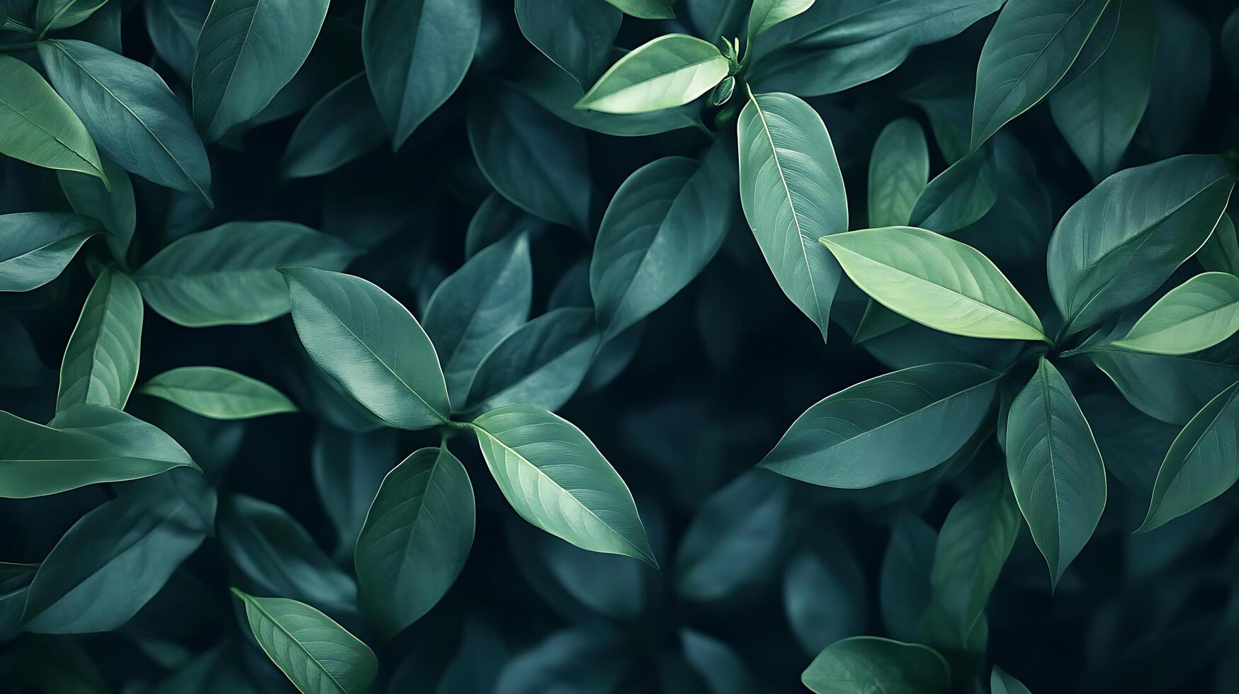 Lush Green Leaves in a Natural Background Display photo
