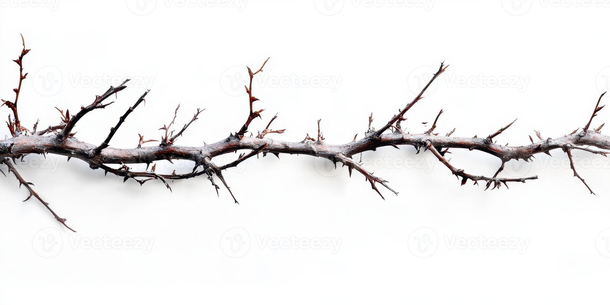Artistic representation of a thorny branch against a minimalist white background during daylight photo