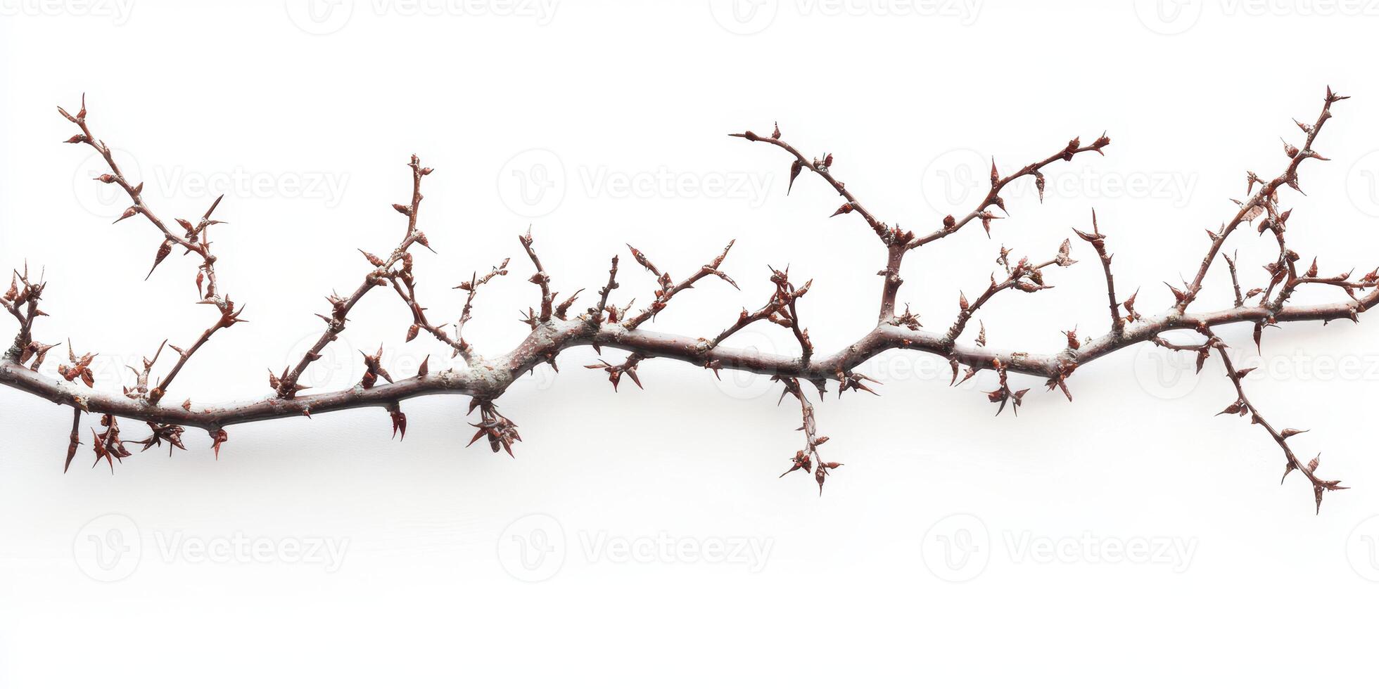 Branch covered in snow with sharp thorns against a bright background in winter photo