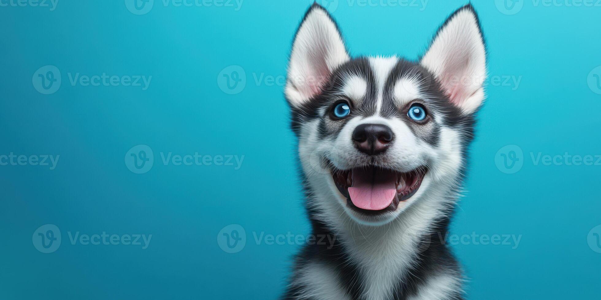Happy husky puppy against a bright blue backdrop with vibrant eyes and playful expression photo