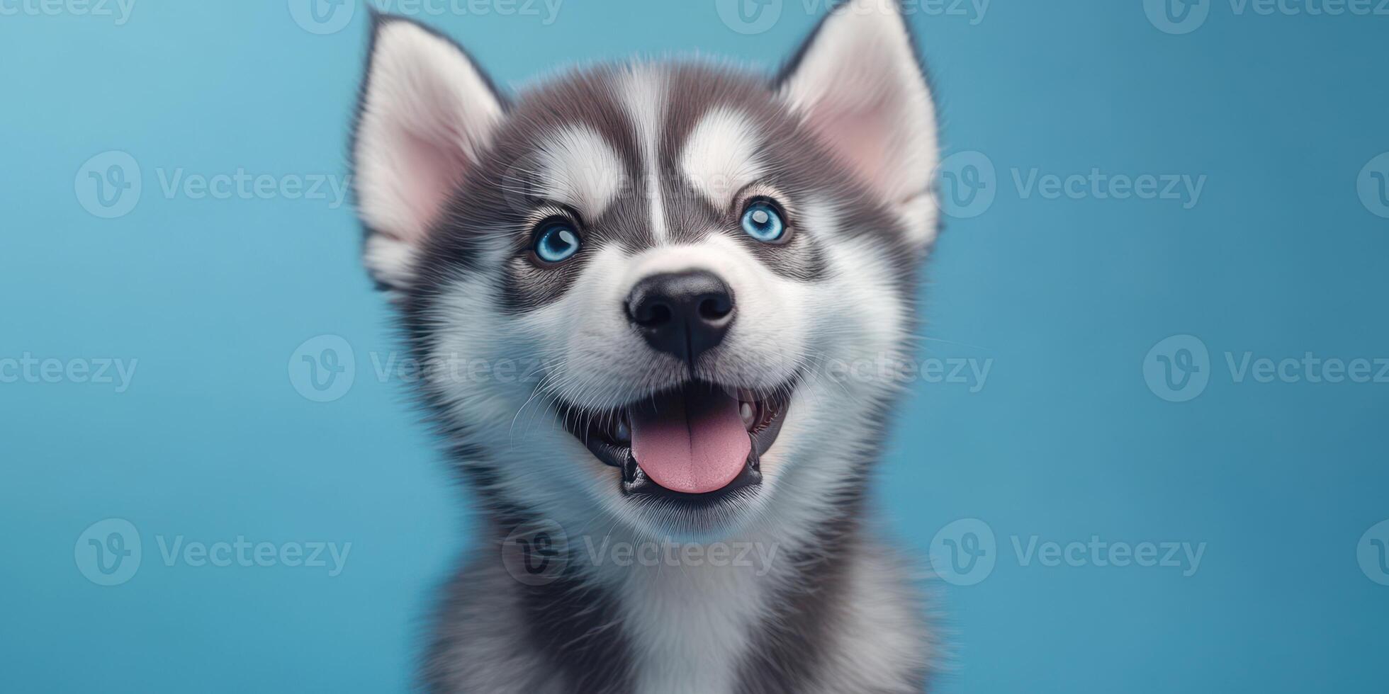 Happy husky puppy with striking blue eyes and playful expression against a vibrant blue background photo