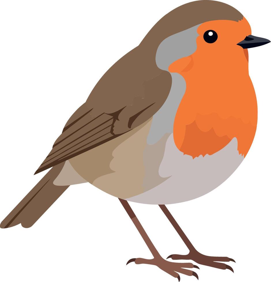 A charming European robin bird with a bright orange chest, minimalistic flat design, standing confidently against a white background in art vector