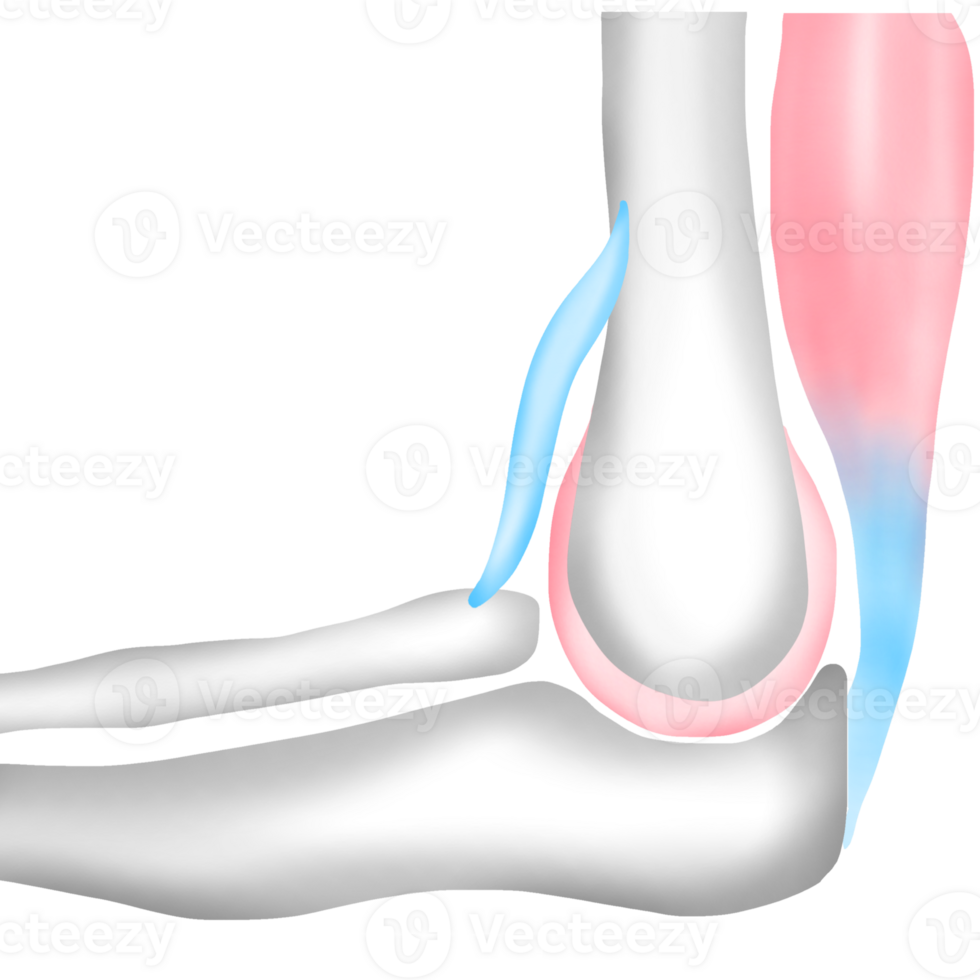 Bones Connect to Other Bones with Ligaments and to Muscles with Tendons png