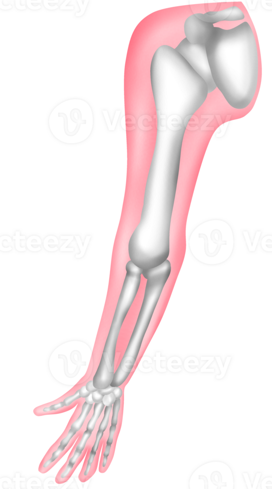 anatomy of Human Arm Bones png