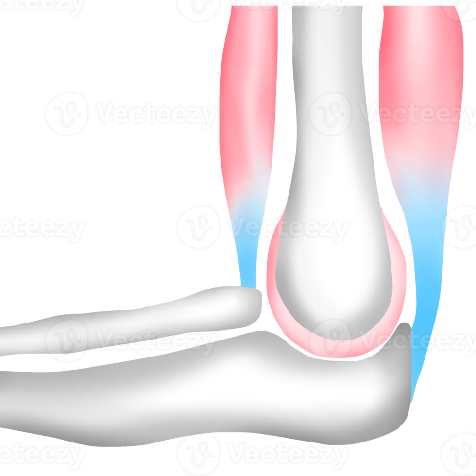 The Arm Bones at the Elbow Connect to Muscles with Tendons png