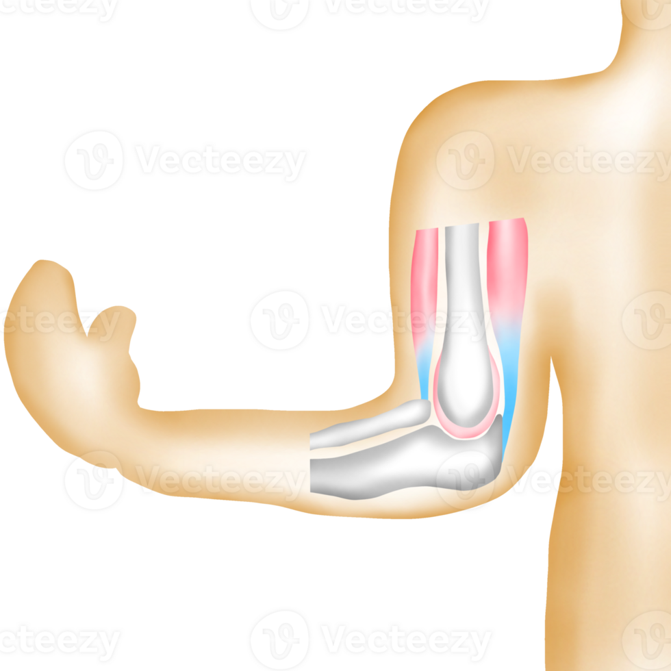 Structure of Bones and Muscles Around the Human Elbow Joint png
