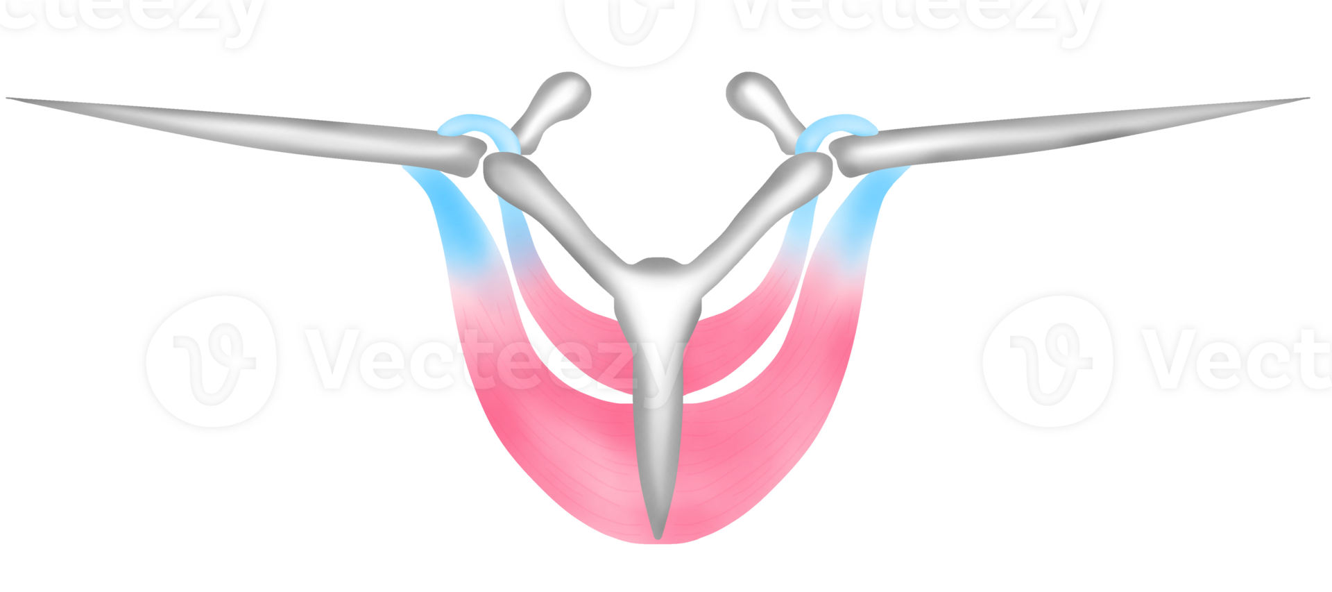 The bones and chest muscles of a bird that help in flapping its wings to fly png