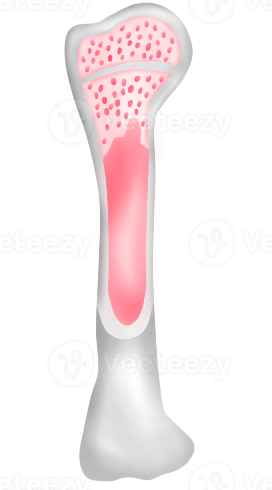 Human bone Structure png
