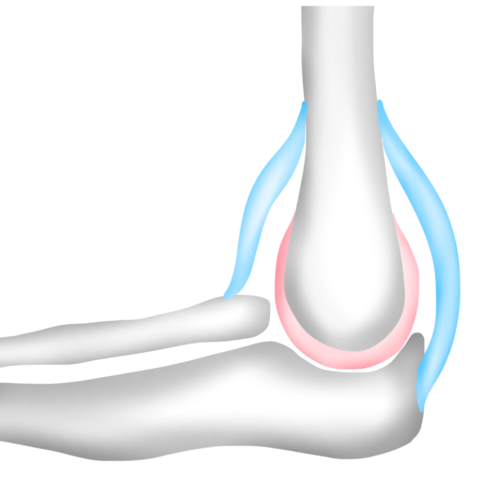 The Humerus Bone Connects to the Radius and Ulna with Ligaments png