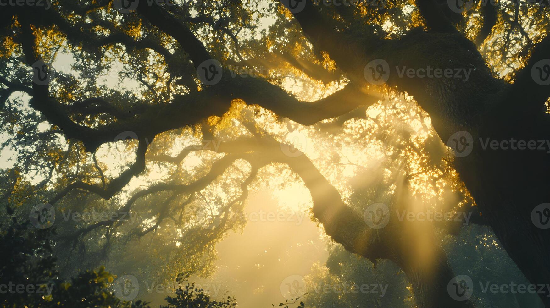 Majestic ancient oaks in ethereal light canopy of interwoven branches reaching towards sky photo