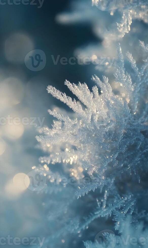 Delicate frost crystals adorn pine needles creating a winter wonderland scene of icy beauty photo