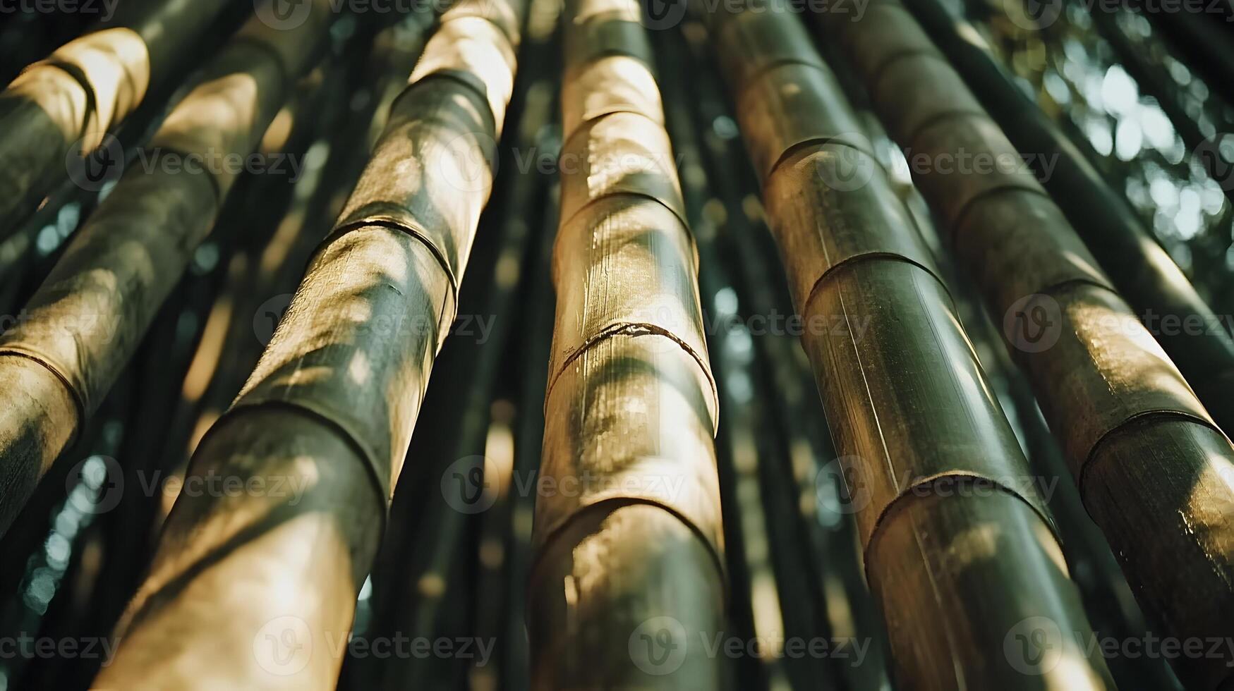 Enchanting bamboo grove ambiance with sunlit stalks creating an immersive nature experience photo