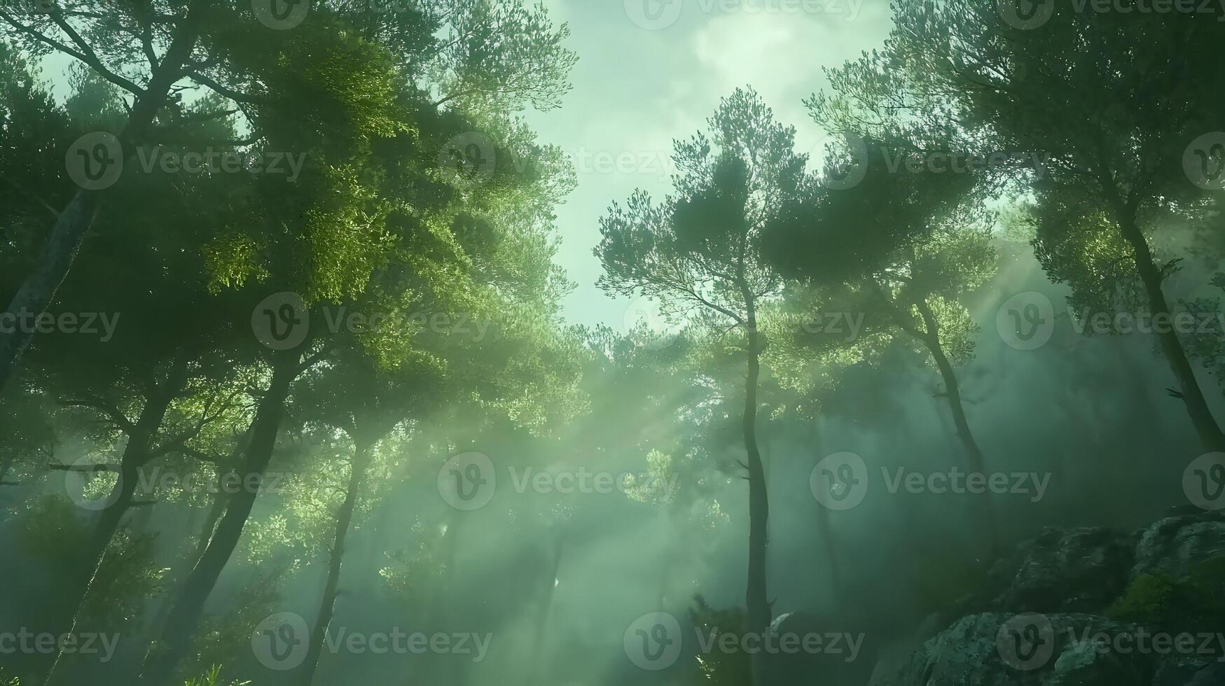 Enchanting Forest Canopy Bathed in Mystical Fog, Glimpses of Sunlight Streaming Downward photo