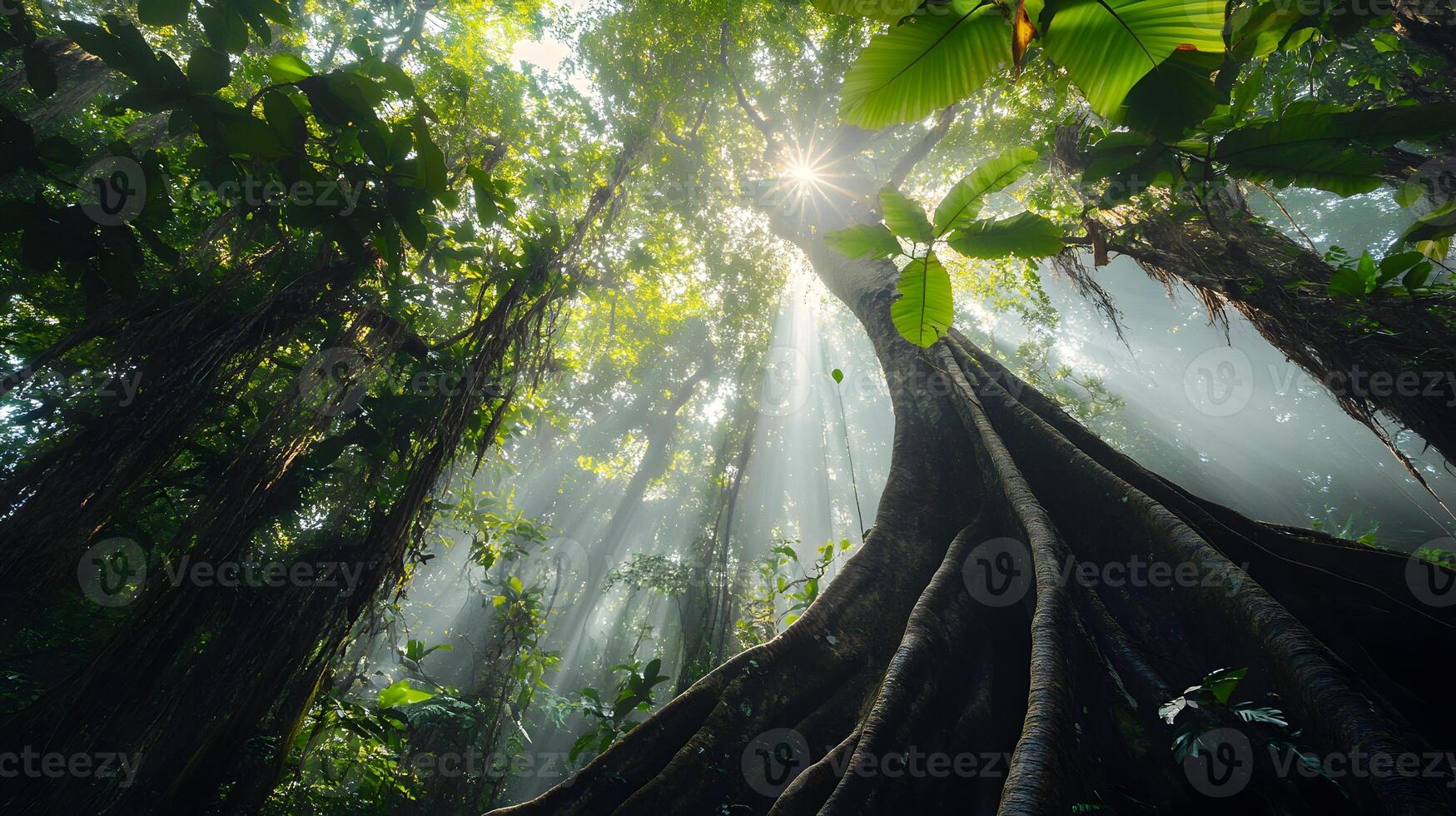 Lush jungle canopy with sunbeams, ground level view of a dense tropical forest ambiance photo